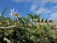 Solanum triflorum 20, Driebloemige nachtschade, Saxifraga-Ed Stikvoort