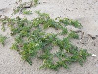 Solanum triflorum 21, Driebloemige nachtschade, Saxifraga-Ed Stikvoort