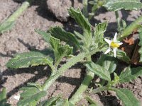 Solanum triflorum 4, Driebloemige nachtschade, Saxifraga-Rutger Barendse