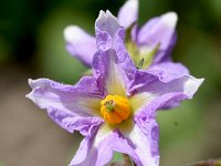 Solanum tuberosum 3, Aardappel, Saxifraga-Sonja Bouwman  954. Aardappel - Solanum tuberosum - Solanaceae familie (zw) Wielrevelt (Vleuten)