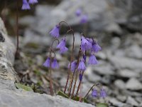 Soldanella alpina 78, Saxifraga-Luuk Vermeer