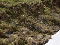 Soldanella austriaca 2, habitat, Saxifraga-Harry Jans