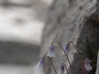 Soldanella minima 16, Saxifraga-Luuk Vermeer