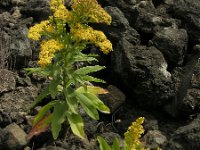 Solidago azorica