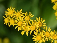 Solidago gigantea 22, Late guldenroede, Saxifraga-Sonja Bouwman