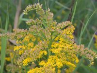 Solidago gigantea 25, Late guldenroede, Saxifraga-Tom Heijnen