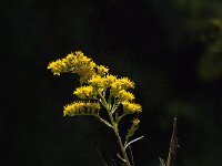 Solidago gigantea 26, Late guldenroede, Saxifraga-Jan van der Straaten (2)