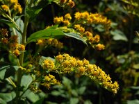 Solidago gigantea 13, Late guldenroede, Saxifraga-Ed Stikvoort