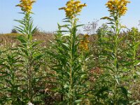 Solidago gigantea 14, Late guldenroede, Saxifraga-Ed Stikvoort