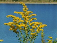 Solidago gigantea 15, Late guldenroede, Saxifraga-Ed Stikvoort