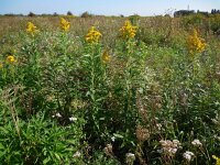 Solidago gigantea 16, Late guldenroede, Saxifraga-Ed Stikvoort
