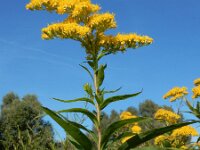 Solidago gigantea 17, Late guldenroede, Saxifraga-Ed Stikvoort