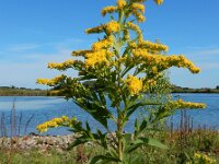 Solidago gigantea 18, Late guldenroede, Saxifraga-Ed Stikvoort