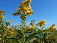 Solidago gigantea 19, Late guldenroede, Saxifraga-Ed Stikvoort