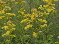 Solidago gigantea 20, Late guldenroede, Saxifraga-Willem van Kruijsbergen