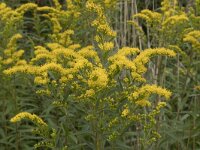 Solidago gigantea 21, Late guldenroede, Saxifraga-Willem van Kruijsbergen