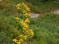 Solidago gigantea 3, Late guldenroede, Saxifraga-Willem van Kruijsbergen