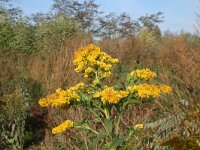 Solidago gigantea 4, Late guldenroede, Saxifraga-Jeroen Willemsen