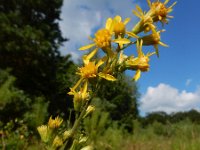 Solidago virgaurea 18, Echte guldenroede, Saxifraga-Ed Stikvoort