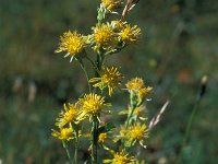 Solidago virgaurea 21, Echte guldenroede, Saxifraga-Jan van der Straaten