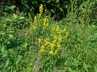 Solidago virgaurea 23, Echte guldenroede, Saxifraga-Hans Grotenhuis