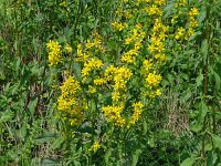 Solidago virgaurea 24, Echte guldenroede, Saxifraga-Hans Grotenhuis