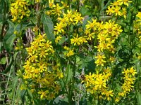 Solidago virgaurea 25, Echte guldenroede, Saxifraga-Hans Grotenhuis