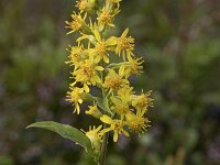 Solidago virgaurea 26, Echte guldenroede, Saxifraga-Willem van Kruijsbergen