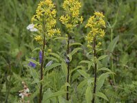 Solidago virgaurea 27, Echte guldenroede, Saxifraga-Willem van Kruijsbergen