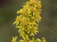 Solidago virgaurea 28, Echte guldenroede, Saxifraga-Willem van Kruijsbergen