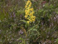 Solidago virgaurea 29, Echte guldenroede, Saxifraga-Willem van Kruijsbergen