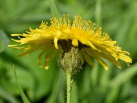 Sonchus arvensis 33, Akkermelkdistel, Saxifraga-Sonja Bouwman