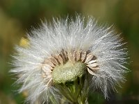 Sonchus asper 14, Gekroesde melkdistel, Saxifraga-Sonja Bouwman