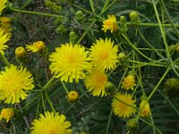 Sonchus canariensis 2, Saxifraga-Hans Grotenhuis