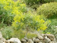 Sonchus canariensis 3, Saxifraga-Hans Grotenhuis