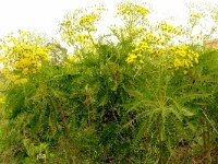 Sonchus canariensis 5, Saxifraga-Hans Grotenhuis