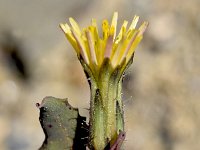 Sonchus microcephalus