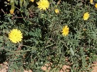 Sonchus tenerrimus 10, Slipbladmelkdistel, Saxifraga-Peter Meininger