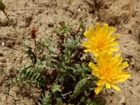 Sonchus tenerrimus 12, Slipbladmelkdistel, Saxifraga-Ed Stikvoort