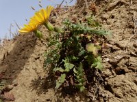 Sonchus tenerrimus 13, Slipbladmelkdistel, Saxifraga-Ed Stikvoort