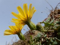 Sonchus tenerrimus 14, Slipbladmelkdistel, Saxifraga-Ed Stikvoort