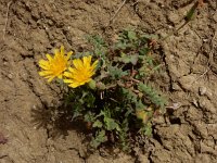 Sonchus tenerrimus 15, Slipbladmelkdistel, Saxifraga-Ed Stikvoort