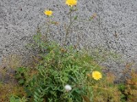 Sonchus tenerrimus 17, Slipbladmelkdistel, Saxifraga-Ed Stikvoort