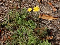 Sonchus tenerrimus 18, Slipbladmelkdistel, Saxifraga-Ed Stikvoort