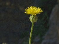 Sonchus tenerrimus 3, Slipbladmelkdistel, Saxifraga-Jan van der Straaten