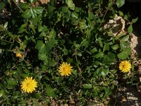 Sonchus tenerrimus 7, Slipbladmelkdistel, Saxifraga-Peter Meininger