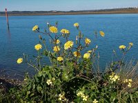 Sonchus tenerrimus 8, Slipbladmelkdistel, Saxifraga-Peter Meininger