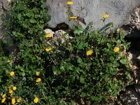 Sonchus tenerrimus 9, Slipbladmelkdistel, Saxifraga-Peter Meininger