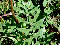 Sonchus tennerimus 19, Slipbladmelkdistel, Saxifraga-Sonja Bouwman  Slipbladmelkdistel - Sonchus tennerimus - Asteraceae familie