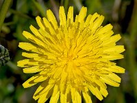 Sonchus tennerimus 20, Slipbladmelkdistel, Saxifraga-Sonja Bouwman  Slipbladmelkdistel - Sonchus tennerimus - Asteraceae familie; Retamar (Es)